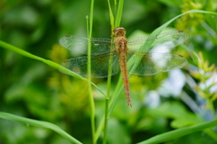 Tholymis tillarga