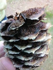 Pucciniastrum areolatum