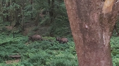 Elephas maximus indicus