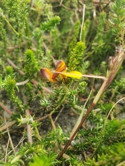 Aspalathus retroflexa