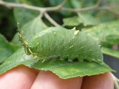 Hestina assimilis assimilis