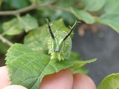 Hestina assimilis assimilis