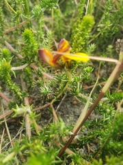 Aspalathus retroflexa