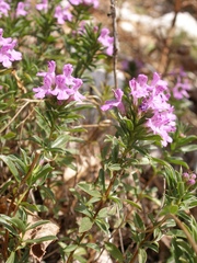 Satureja subspicata