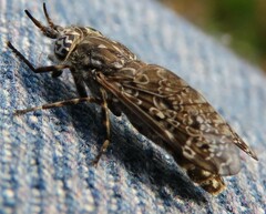 Haematopota pluvialis