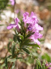 Satureja subspicata