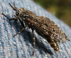 Haematopota pluvialis