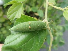 Hestina assimilis assimilis