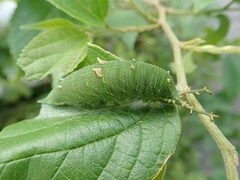 Hestina assimilis assimilis