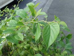 Hestina assimilis assimilis