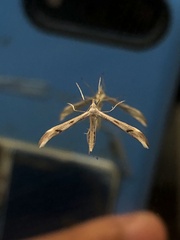 Platyptilia celidotus