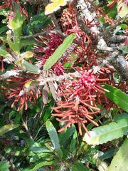 Knightia excelsa