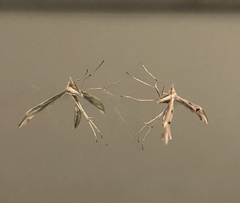 Platyptilia celidotus
