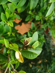 Magnolia figo