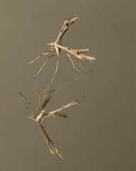 Platyptilia celidotus