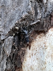 Lampona cylindrata