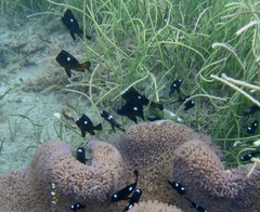 Dascyllus trimaculatus