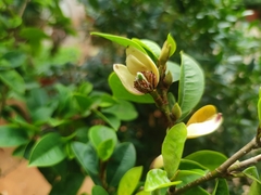 Magnolia figo