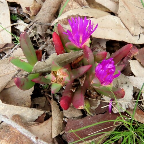 Image of Carpobrotus modestus by (c) Elspeth Swan, some rights reserved (CC BY)