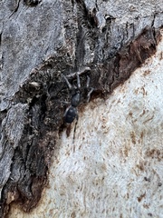 Lampona cylindrata