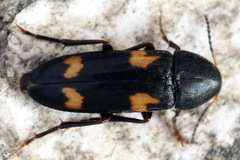 Dircaea quadriguttata