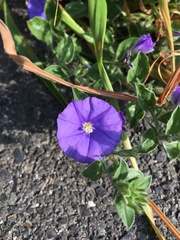 Convolvulus sabatius