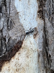 Lampona cylindrata