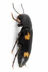 Dircaea quadriguttata