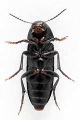 Dircaea quadriguttata