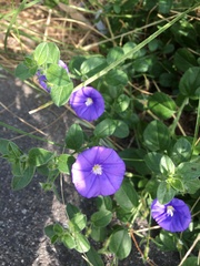 Convolvulus sabatius