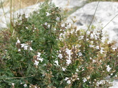 Clinopodium album