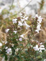 Clinopodium album
