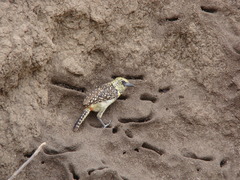 Trachyphonus darnaudii