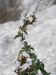 Clinopodium album
