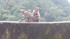 Macaca radiata