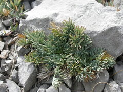 Seseli malyi