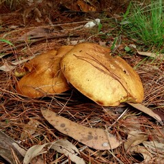 Suillus granulatus