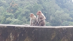 Macaca radiata