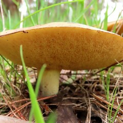 Suillus granulatus