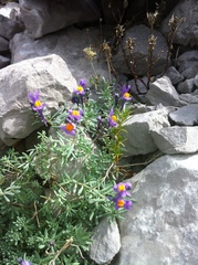 Linaria alpina