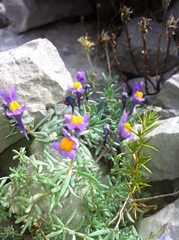 Linaria alpina