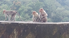 Macaca radiata