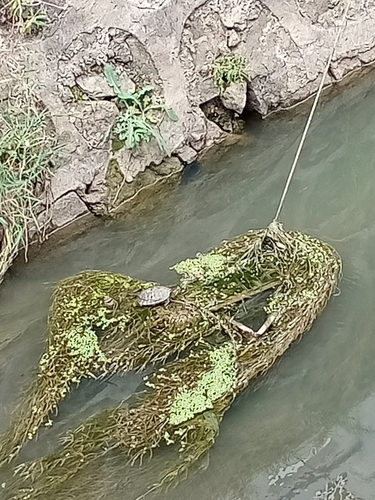 Red-eared Slider