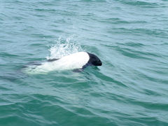 Cephalorhynchus commersonii