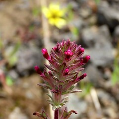 Parentucellia latifolia