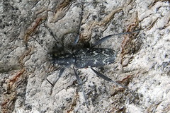 Xylotrechus rusticus
