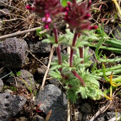 Parentucellia latifolia