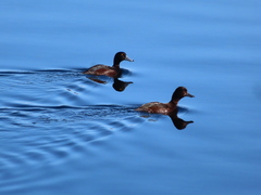 Aythya novaeseelandiae
