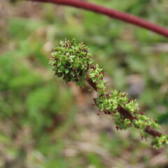 Acaena echinata