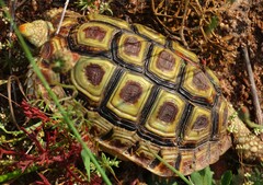 Homopus areolatus